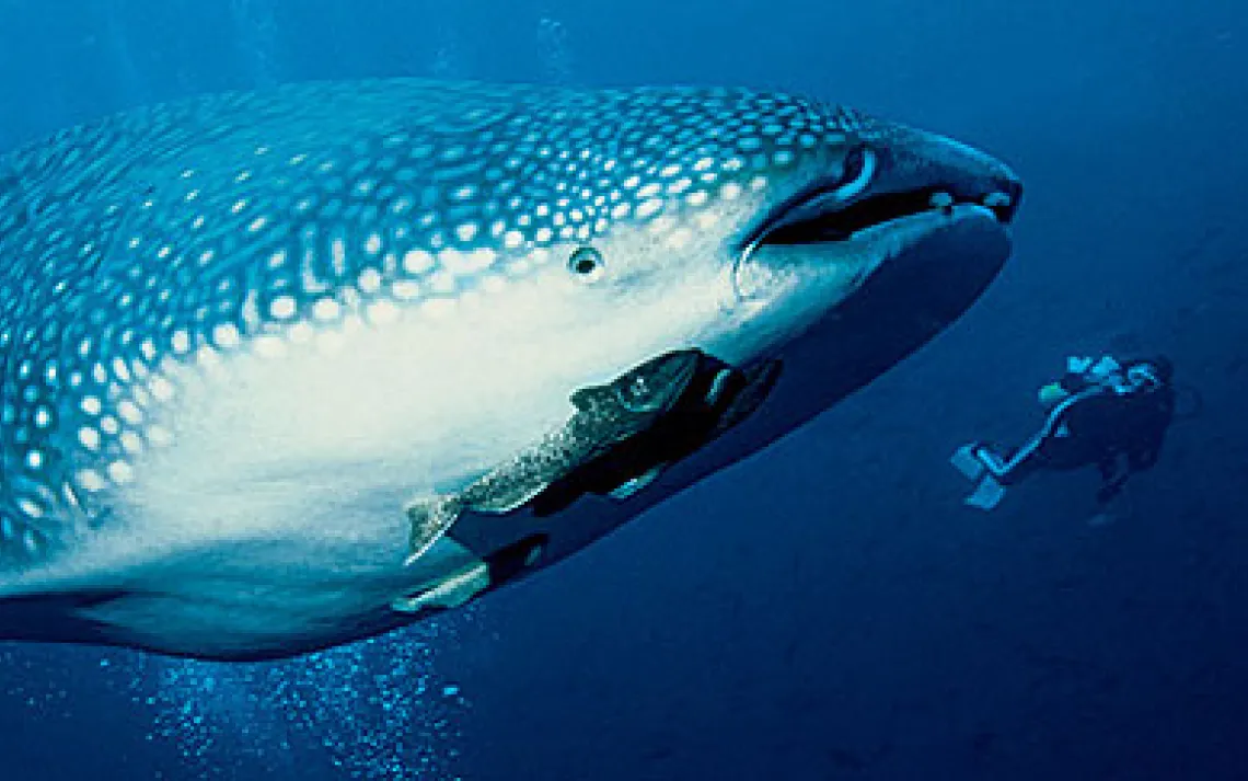 One of 60 unforgettable seconds with a whale shark (and its hitchhiking sucker fish) in the Galápagos Islands.