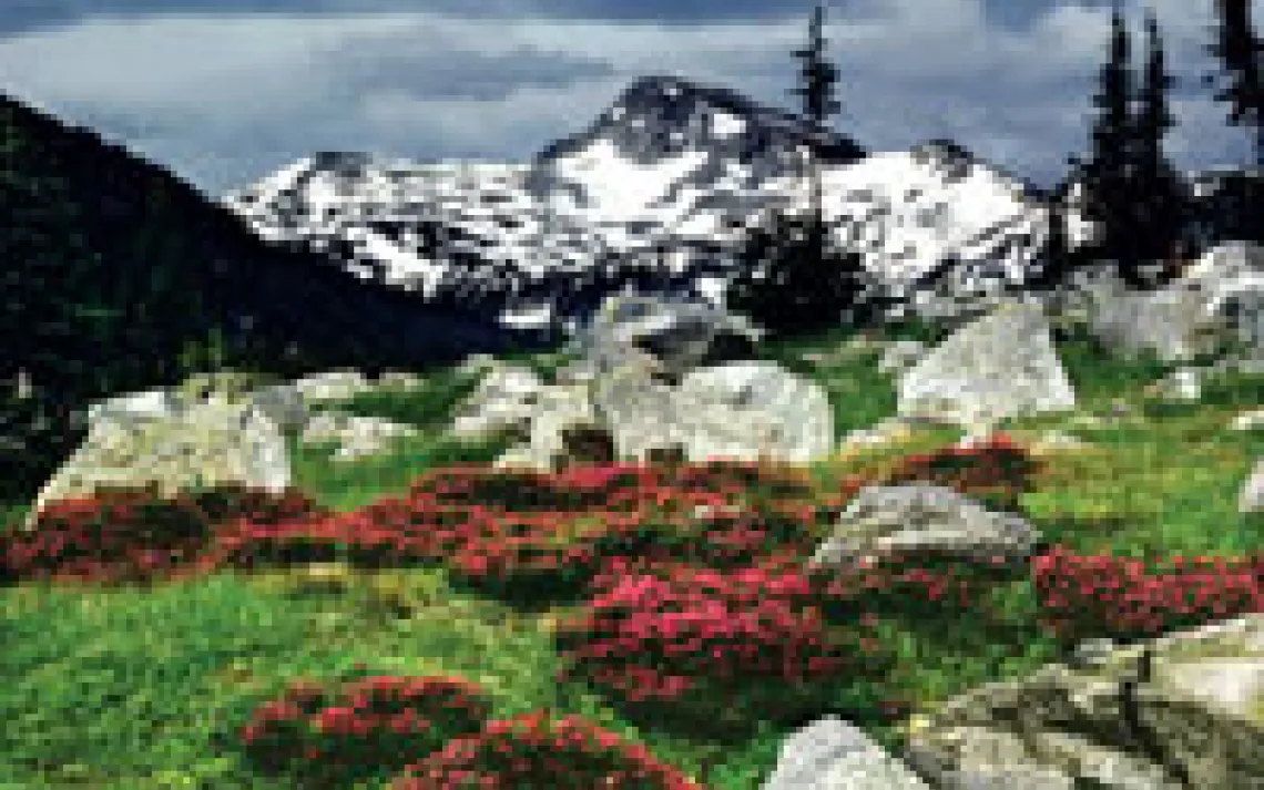   The species name for pink mountain heather, empetriformis, comes from the Greek word for "on rocks."