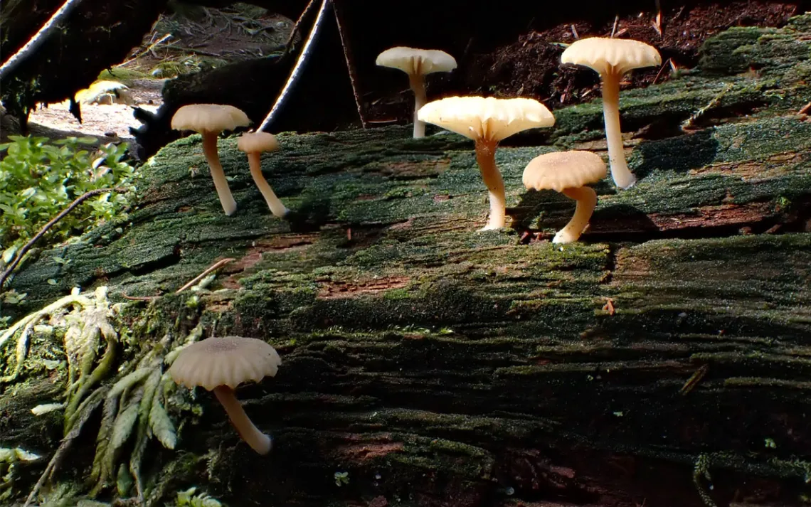 Fungi sprouting from a downed log under dappled light.