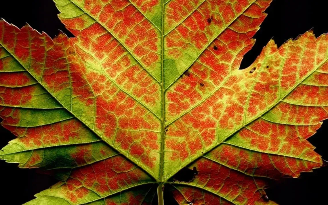 leaf