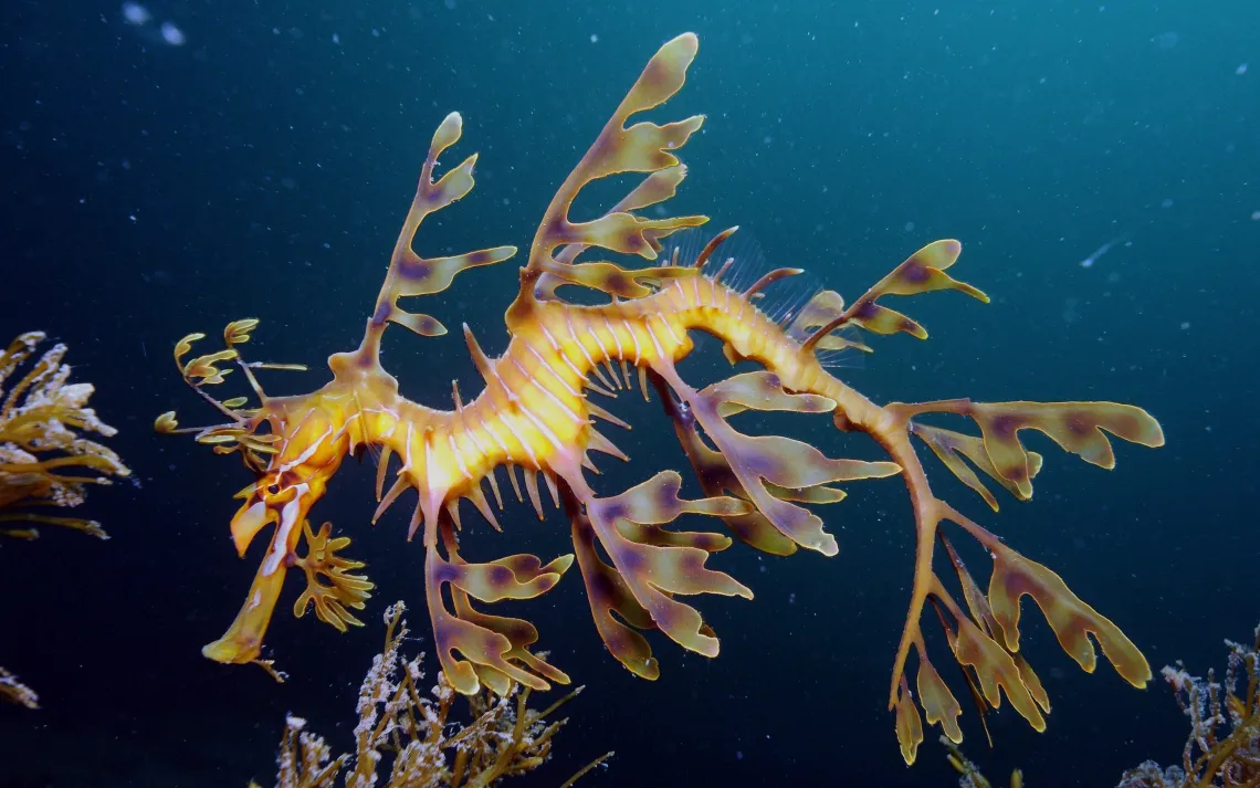 Leafy Seadragon on Kangaroo Island