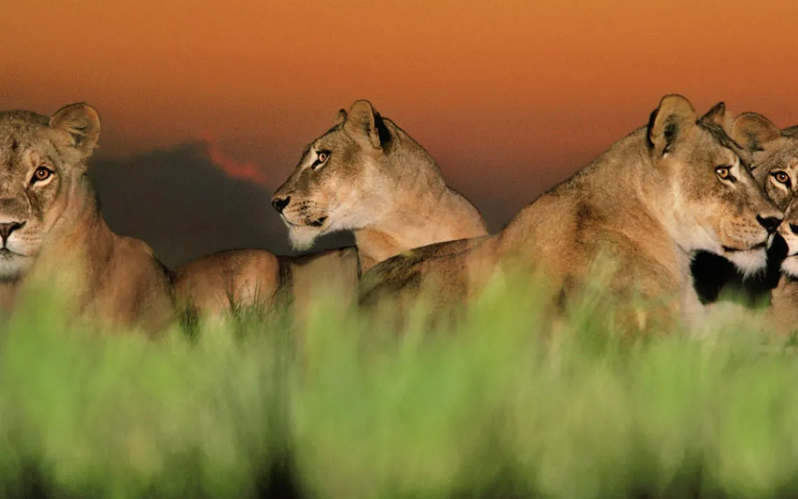 Lionesses