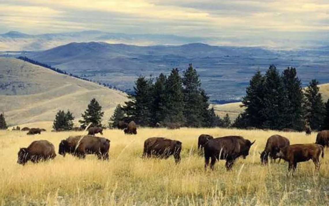 Bison in Montana