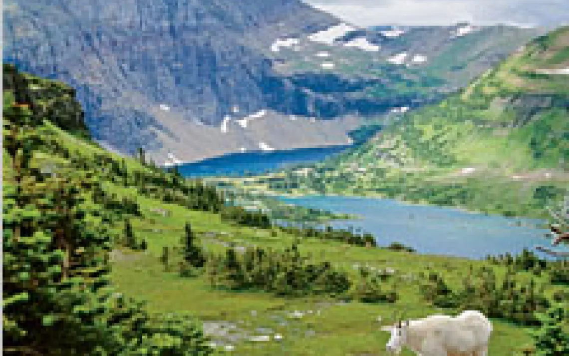 A mountain goat oversees Hidden Lake and the disappearing glaciers of Glacier National Park