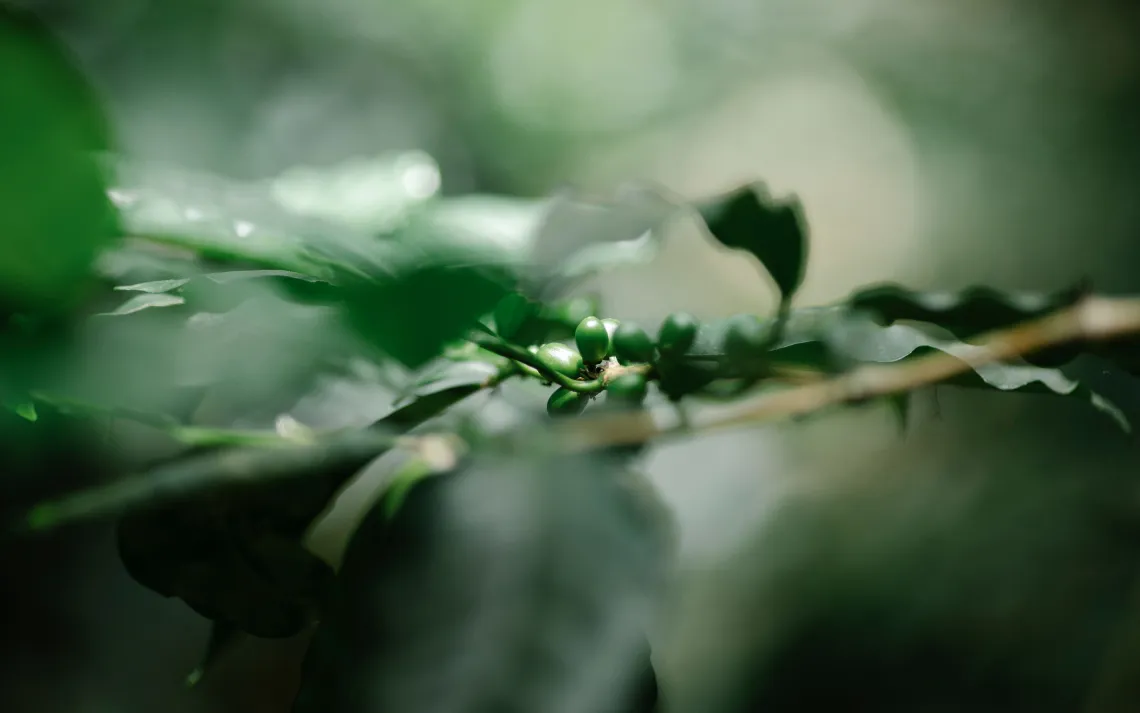 coffee plant
