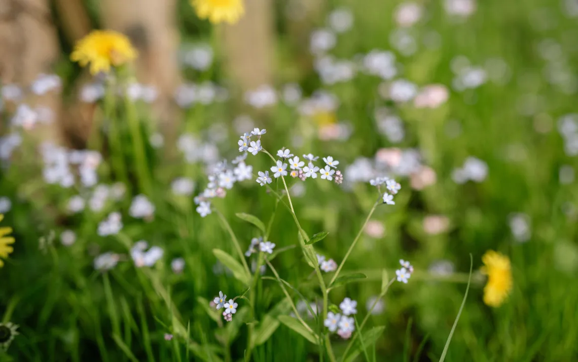 wildflowers