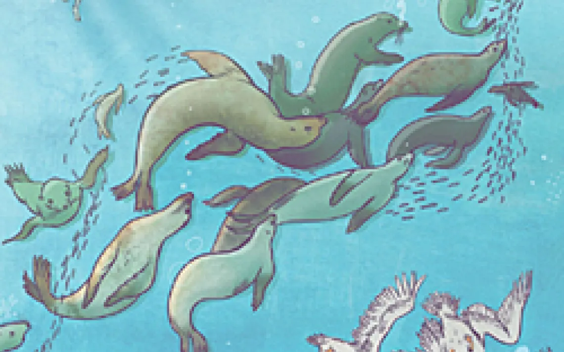 dolphins