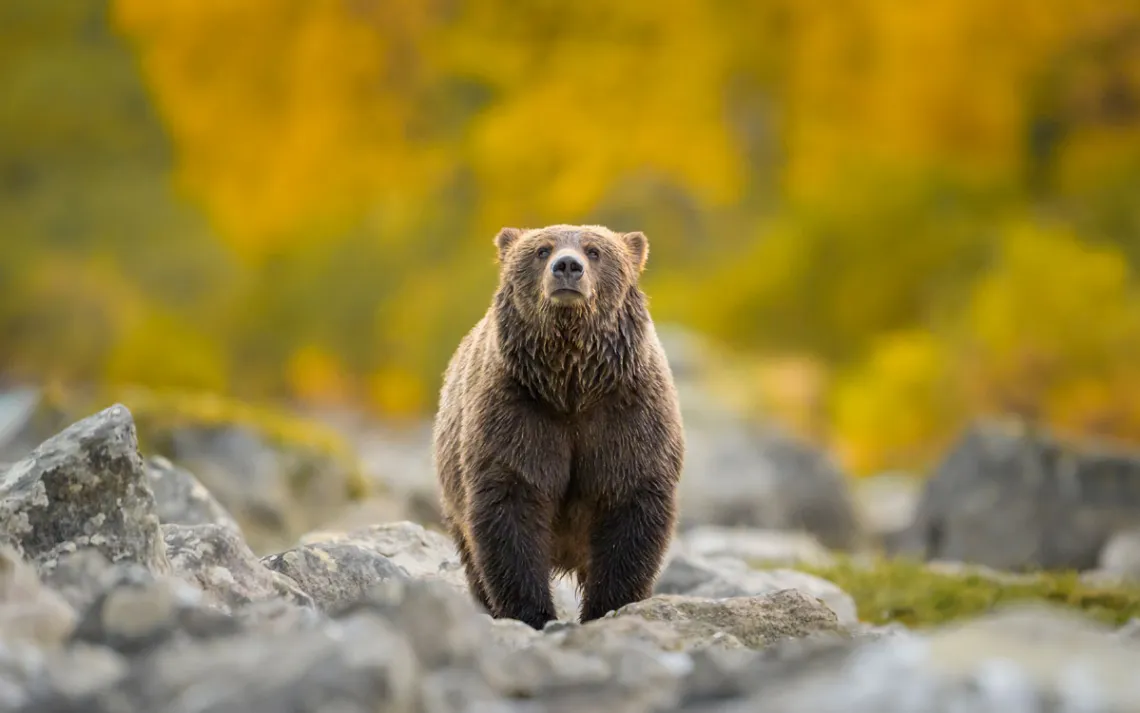 An innocent grizzly looks into the camera from far away.