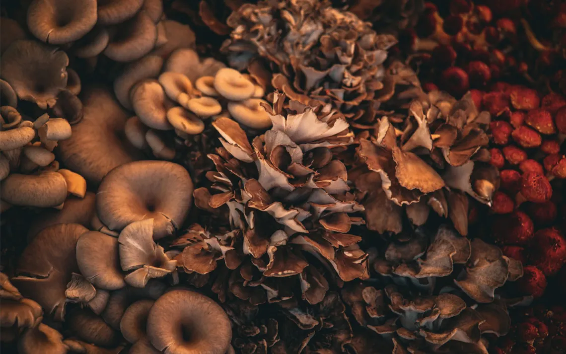  Close-up of mushrooms, Longmont, Colorado.