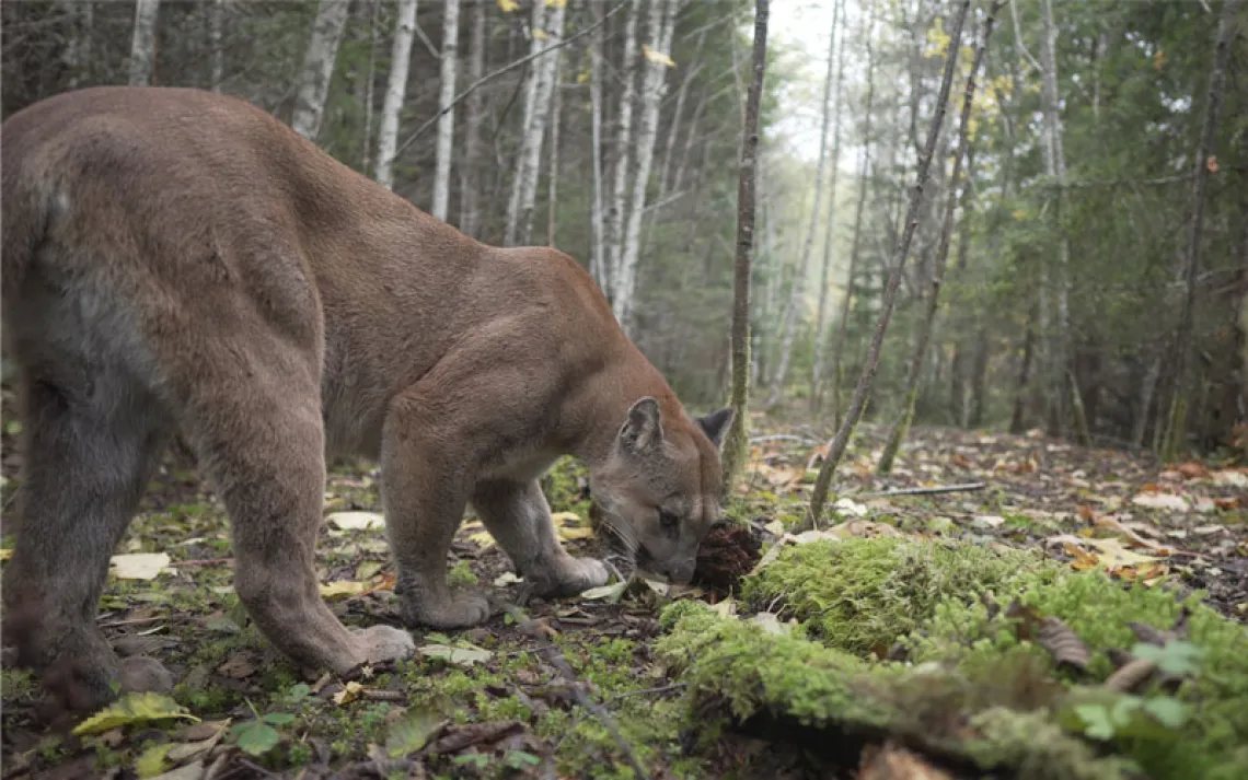 A male cougar sniffs the ground on the Olympic Peninsula.