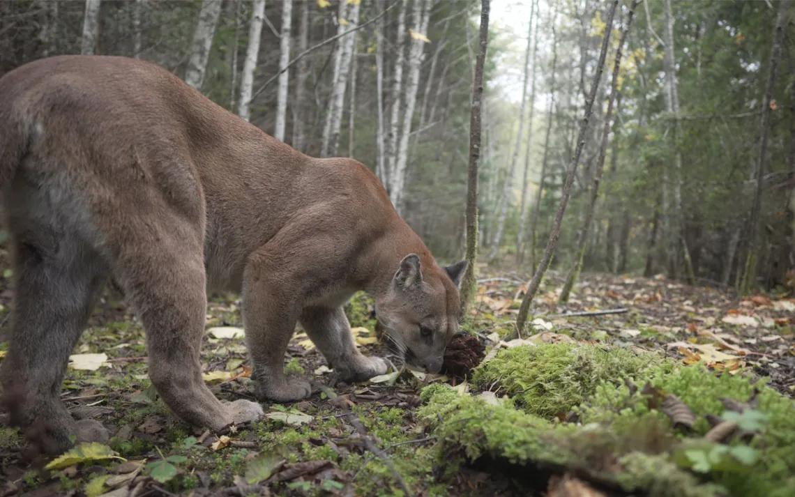 A male cougar sniffs the ground on the Olympic Peninsula.