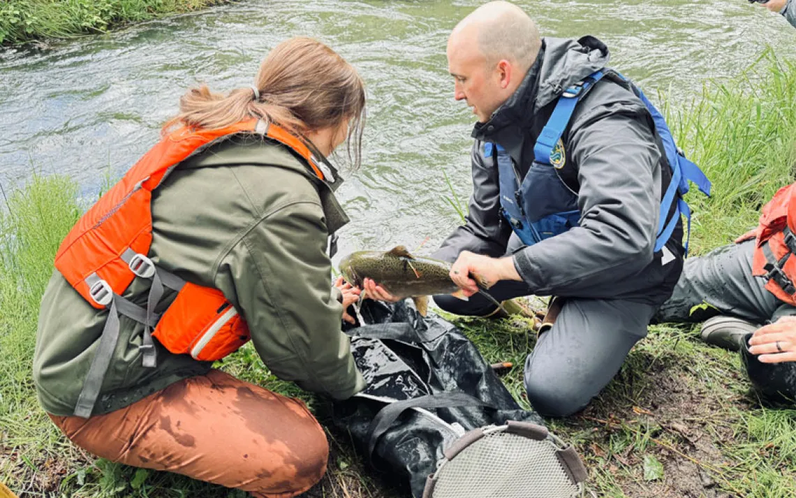 WDFW fish scientists and project leads Toby Harbison, left, and Thomas Buehrens, right, release a hatchery-origin spring Chinook into South Coldwater Creek during an event celebrating the reintroduction of Chinook salmon to the upper North Fork Toutle River watershed within the Mount St. Helens National Volcanic Monument on June 10, 2026.