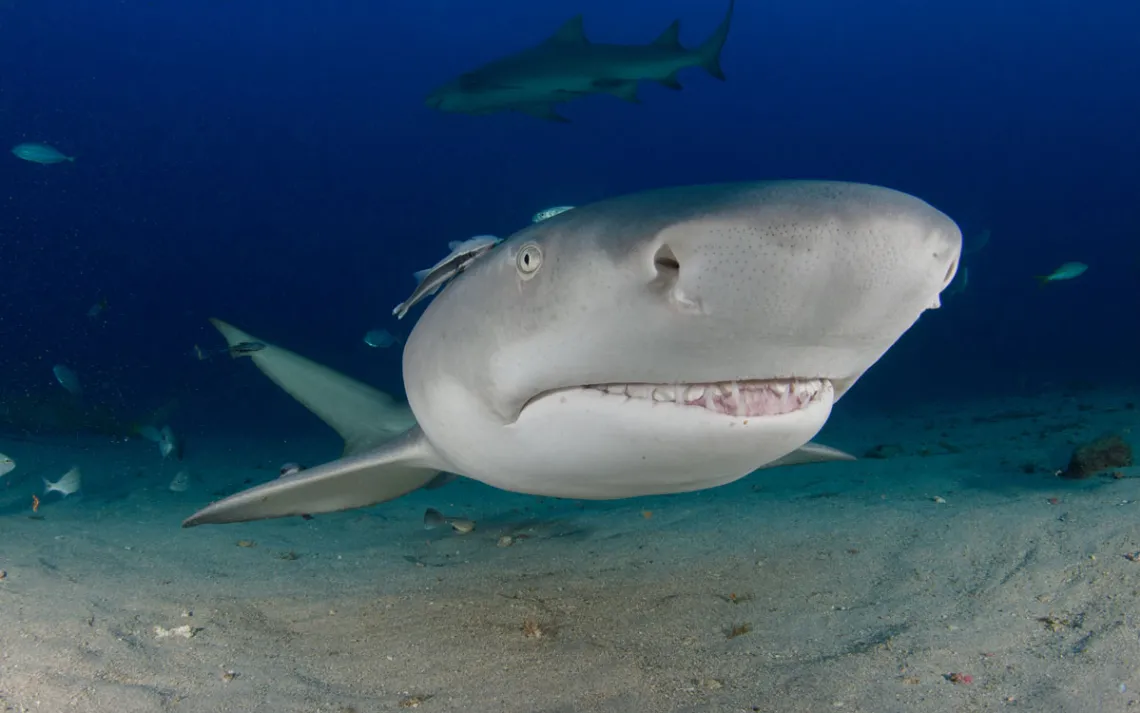 A Lemon Sharks swims towards a scuba diver off the seafloor near the coast of West Palm Beach, Florida