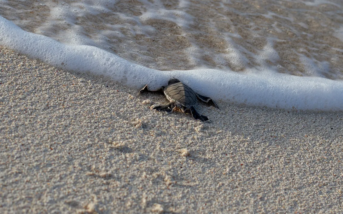 A sea turtle hatchling crawls into the ocean.