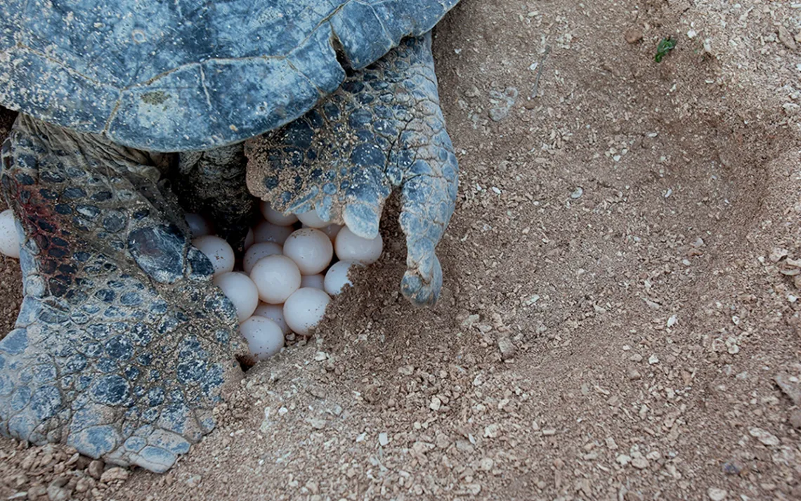 Close-up of a sea turtle in a nest sitting on a clutch of white eggs