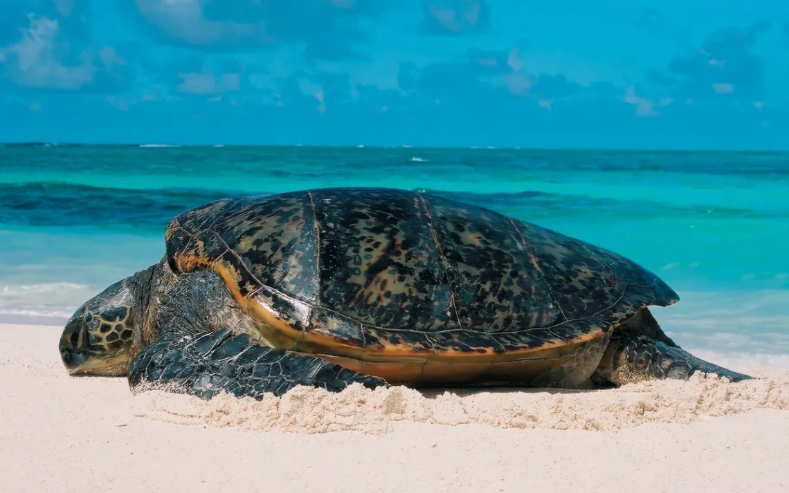 Close-up of a Hawaiian green sea turtle on a white-sand beach with the turquoise Pacific Ocean behind it.