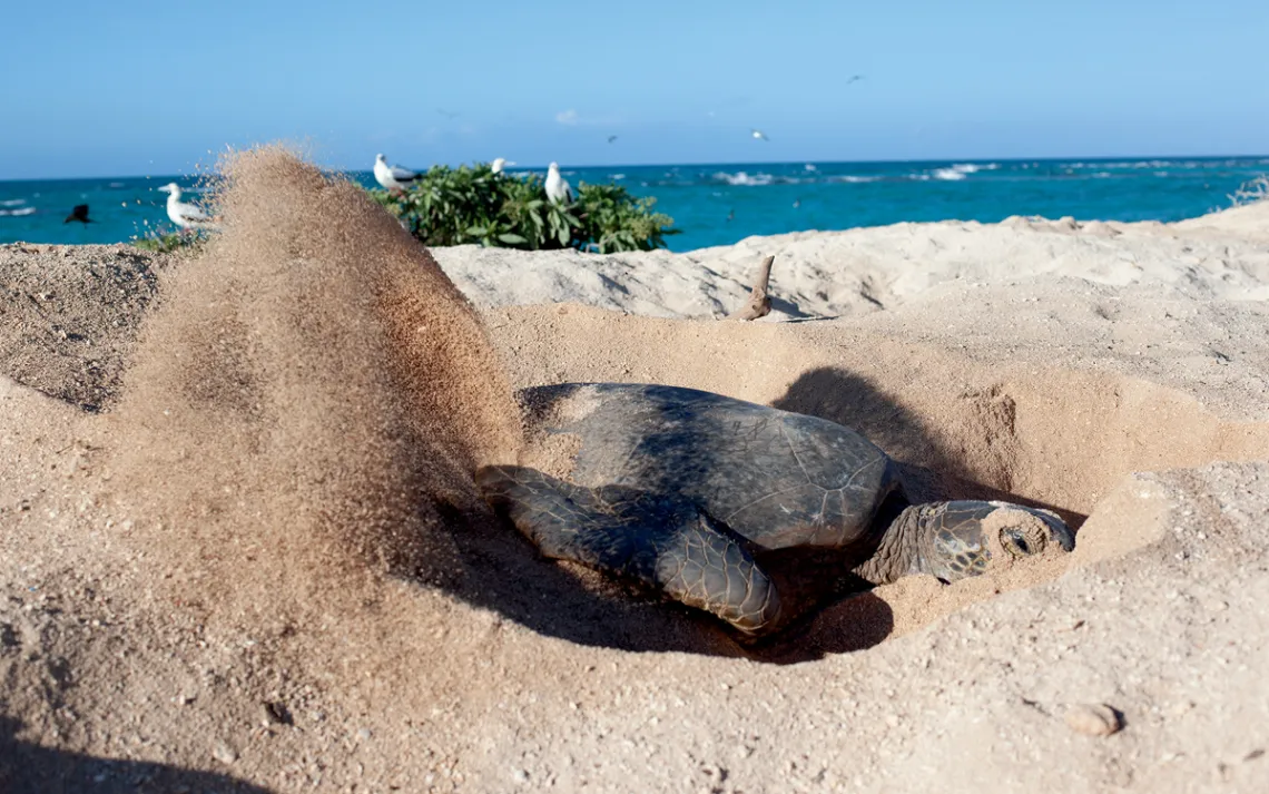  A green sea turtle kicks up sand, digging a nest on the beach with seagulls in the background.