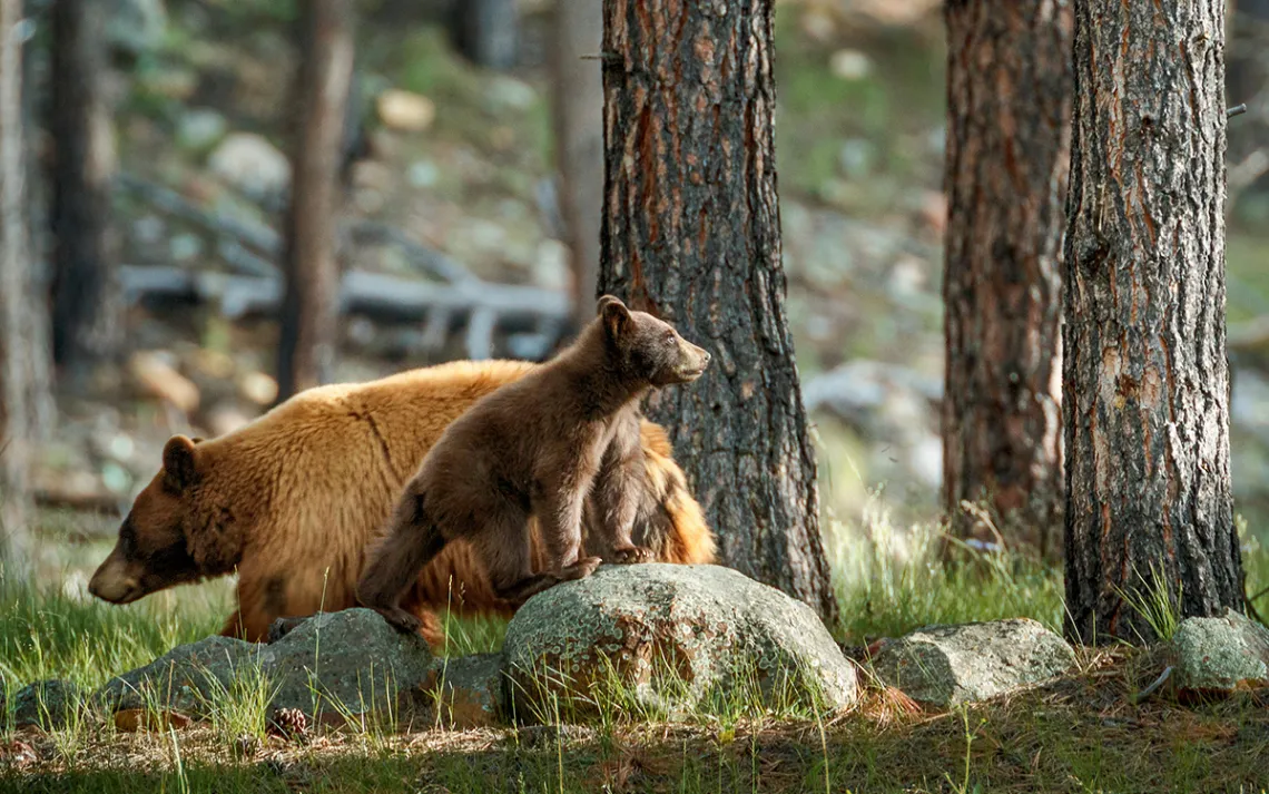A light-brown mother black bear and her cub on rocks in the woods
