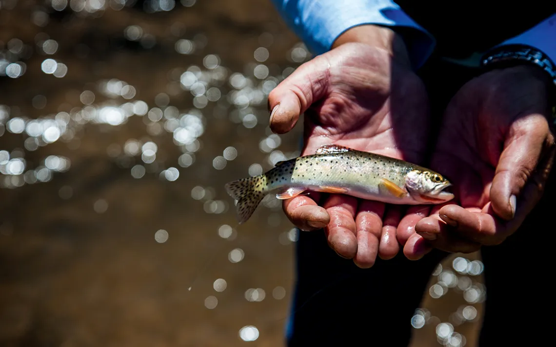 A man holds a small cutthroat trout up to the camera