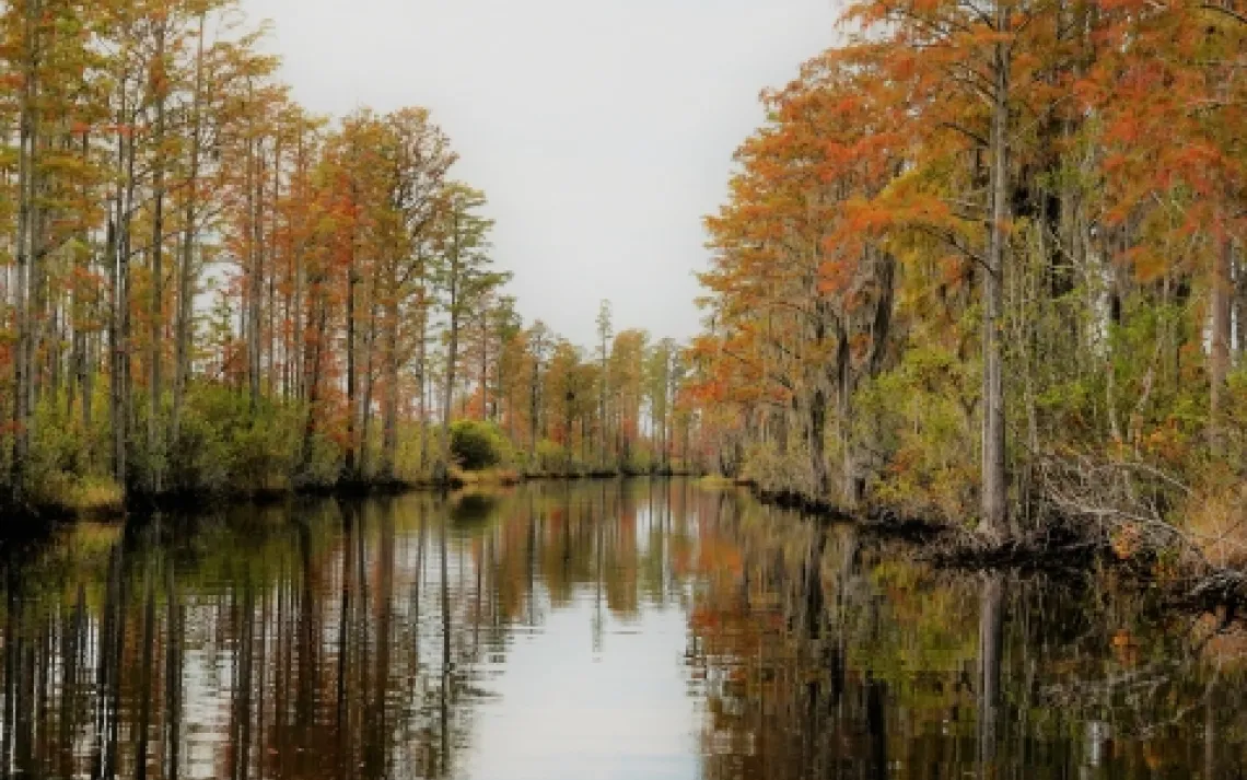 Okefenokee Swamp