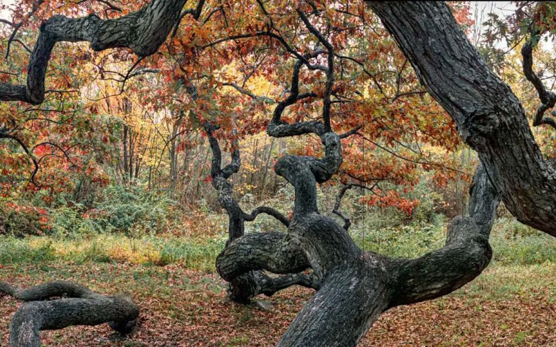 Granby Oak