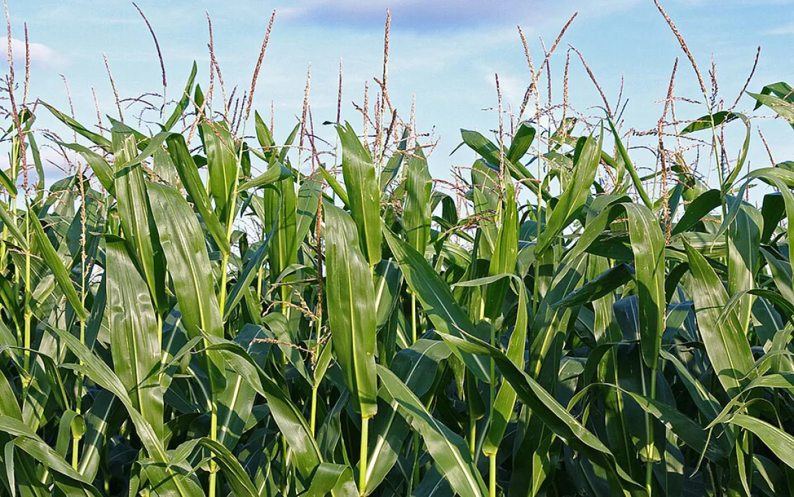 maize