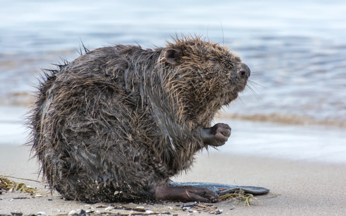 A drenched beaver resting ashore. 