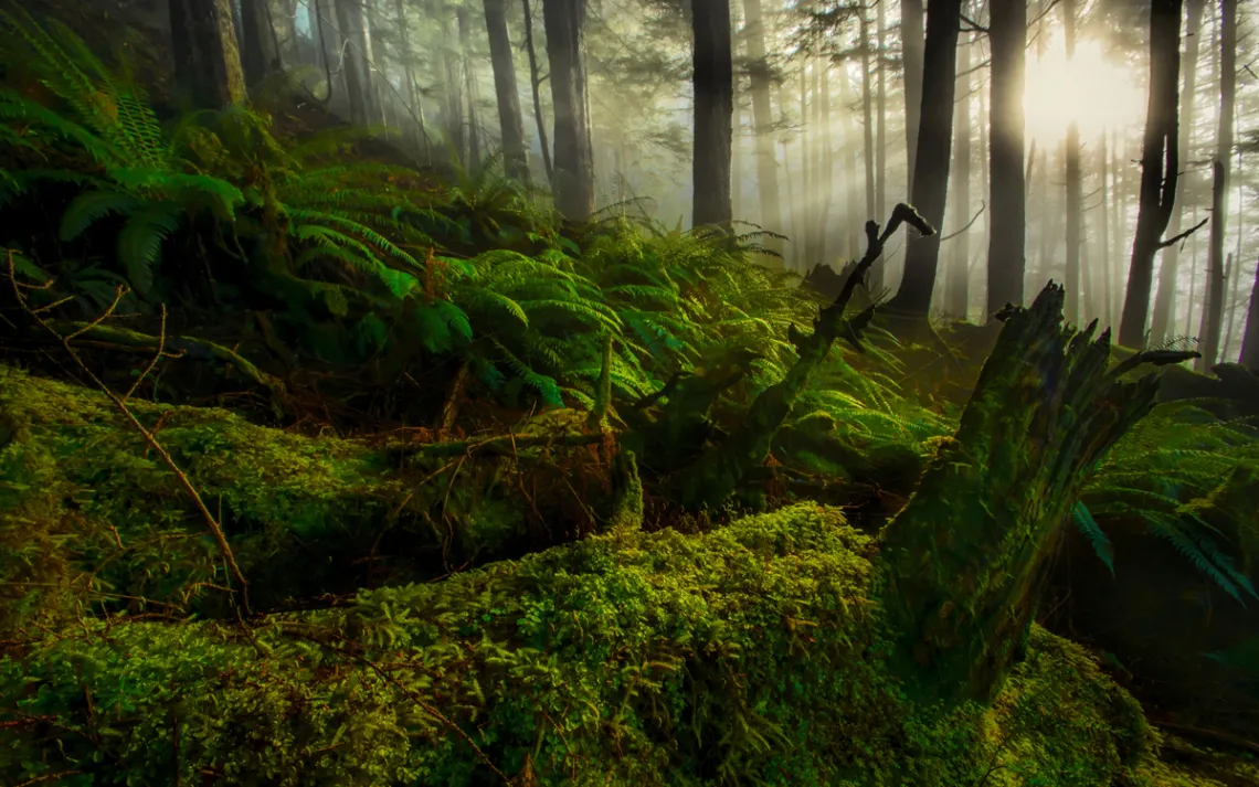 Sunlight filters through the rain forest canopy in the Tongass National Forest.