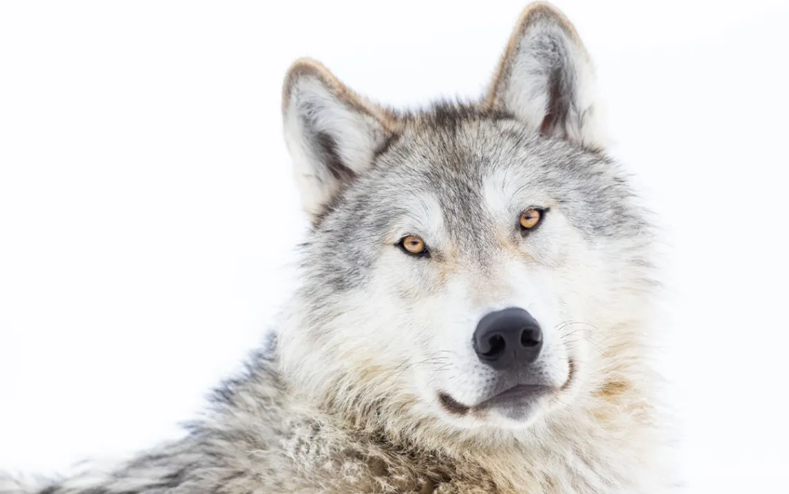 A majestic close-up of a gray wolf. 