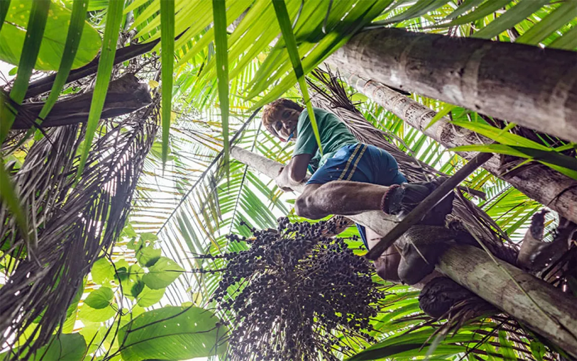 Worker climbs an acai tree. | Photo by wagnerokasaki/Getty Images