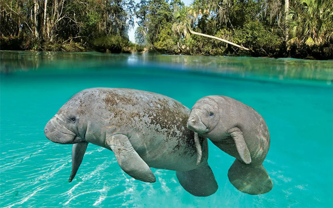 Manatees pose for the camera in the warm water springs of Three Sisters Springs, Florida.