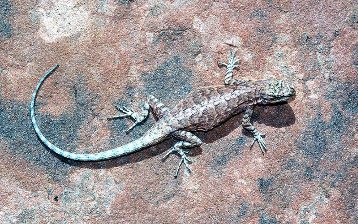 A sagebrush lizard basking in the sun on a rock that bears an uncanny resemblance in color