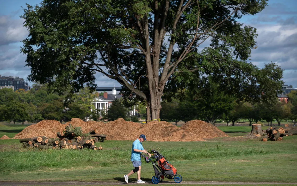 A golfer walks past cut down trees and piles of wood chips at the East Potomac Golf Links, Monday, Oct. 12, 2026, in Washington. 