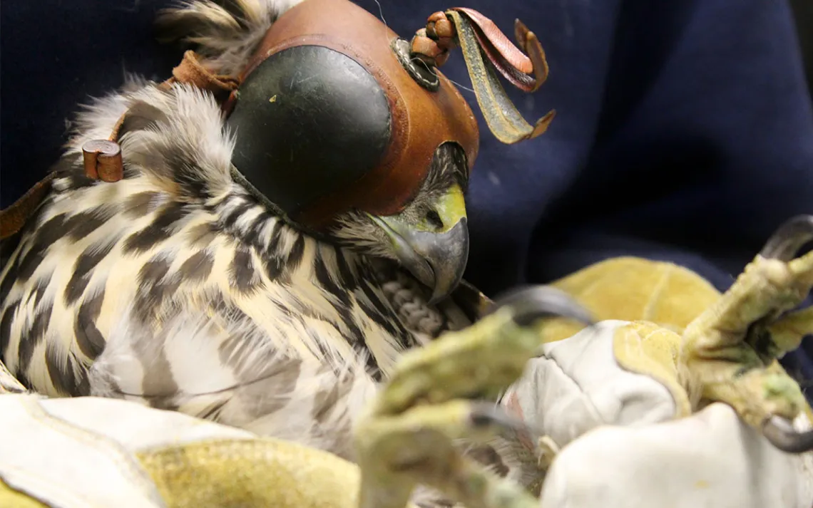 A juvenile Queen Charlotte Goshawk being treated at Alaska Raptor Center in Sitka, Alaska, | Photo courtesy Alaska Raptor Center