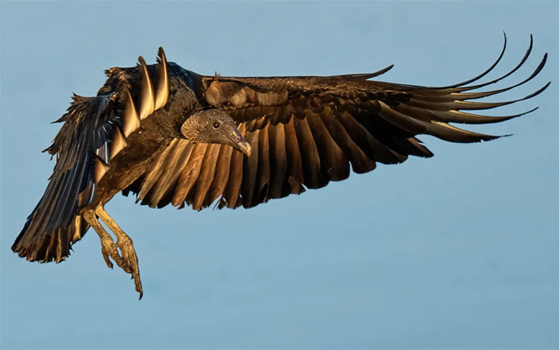 A Black Vulture is showing off a pleasing pose while in flight.