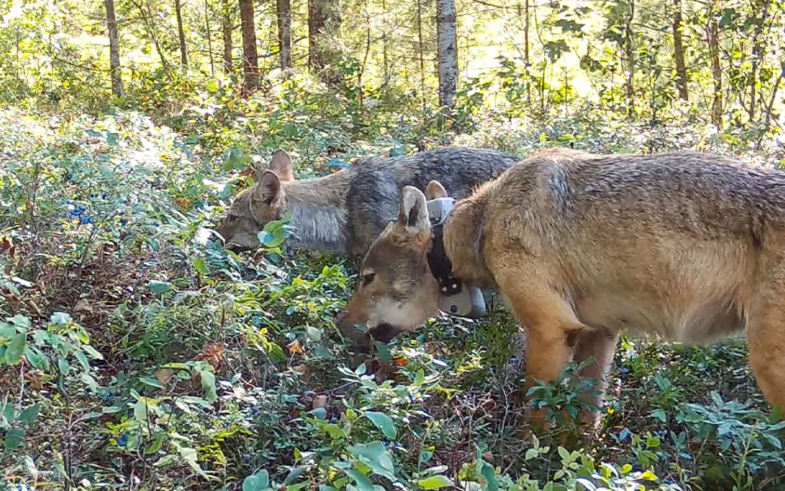 Two wolves munch on blueberries in a dense forest.
