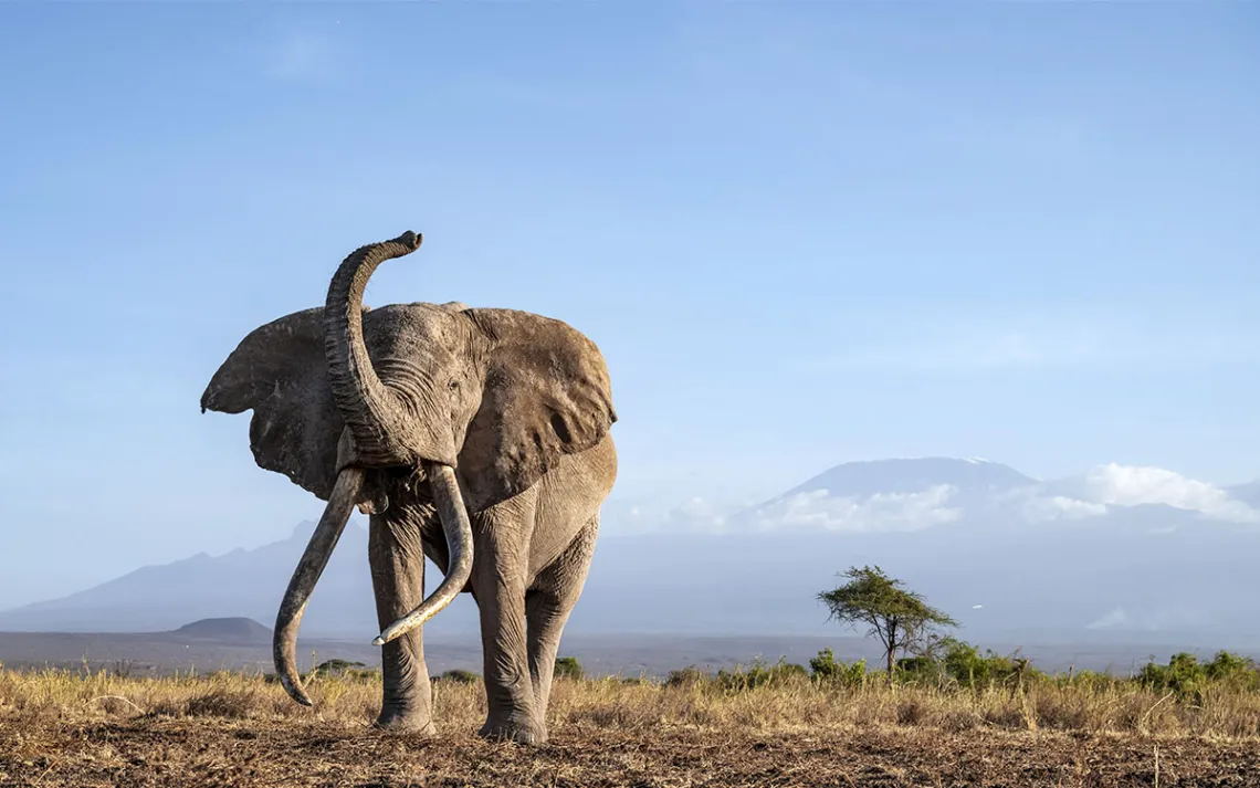 A majestic African elephants shows off his tusk