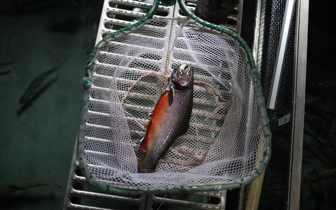 Image of a silvery red fish in a white plastic net against a backdrop of white pipes. 