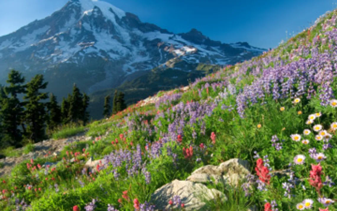 Wildflowers
