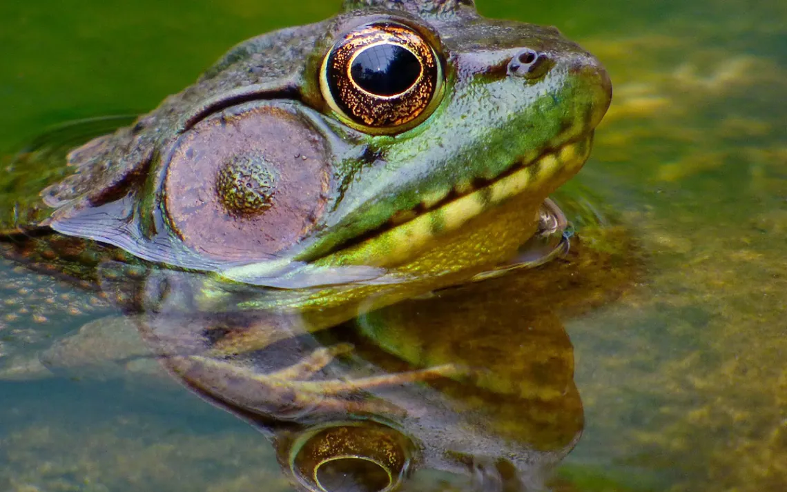 droh-frog-dale-bicksler.jpg.
