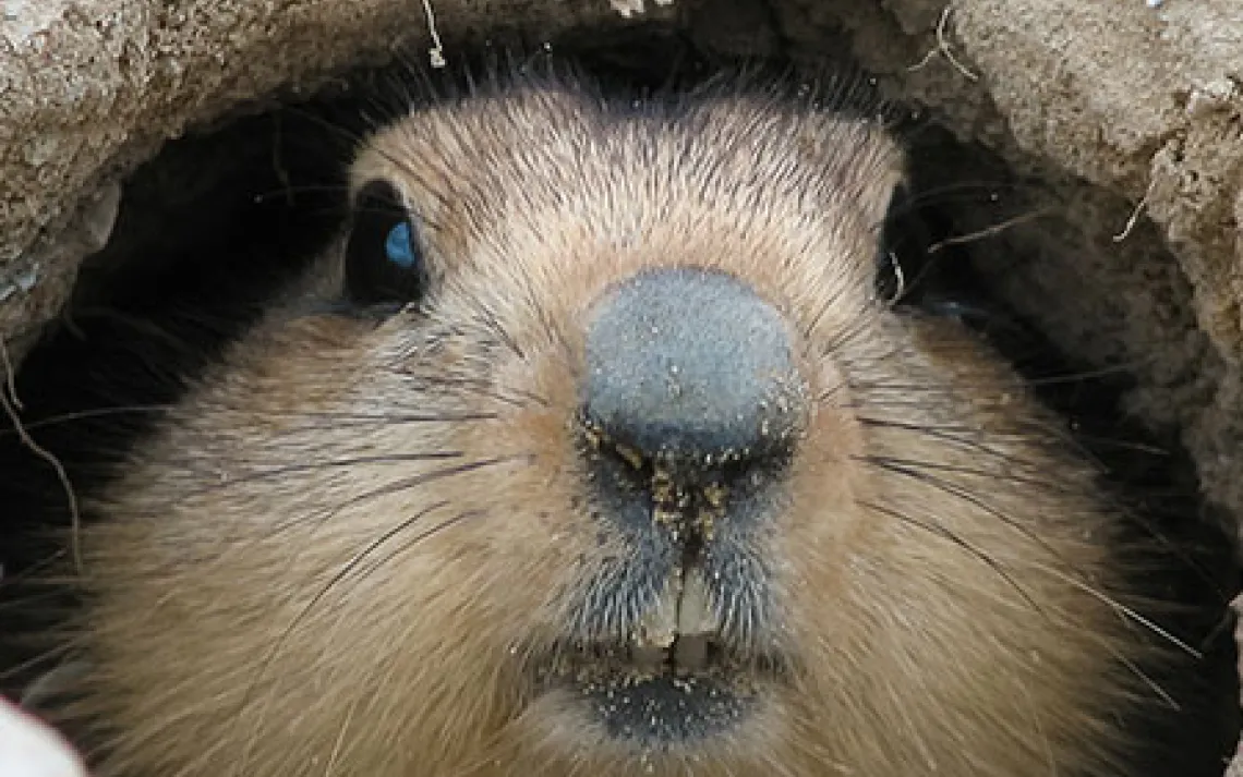 Marmot