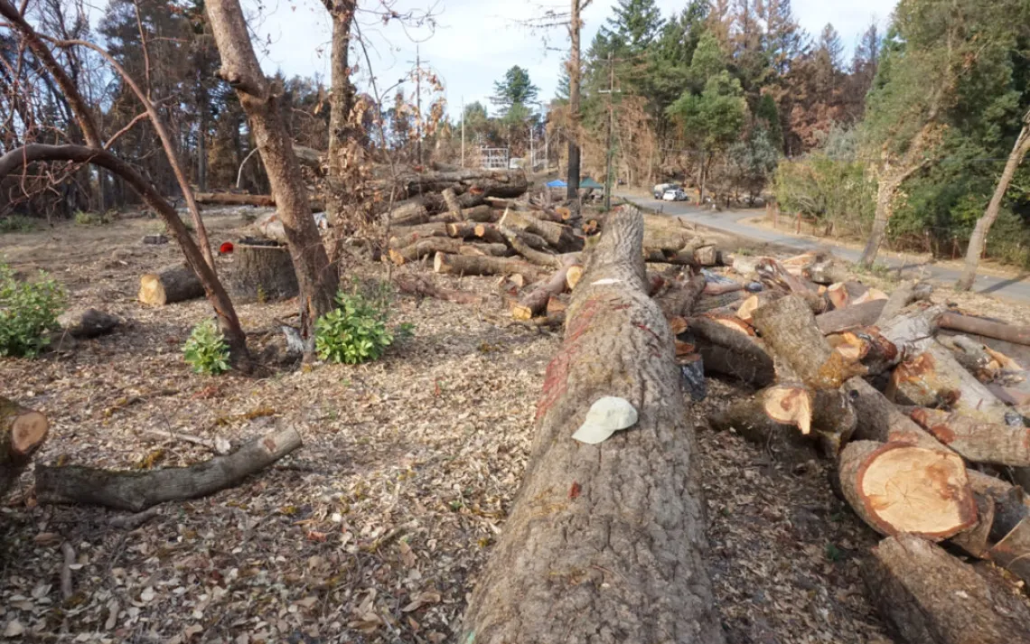 PG&E Tree Removal Overreach | Sierra Club