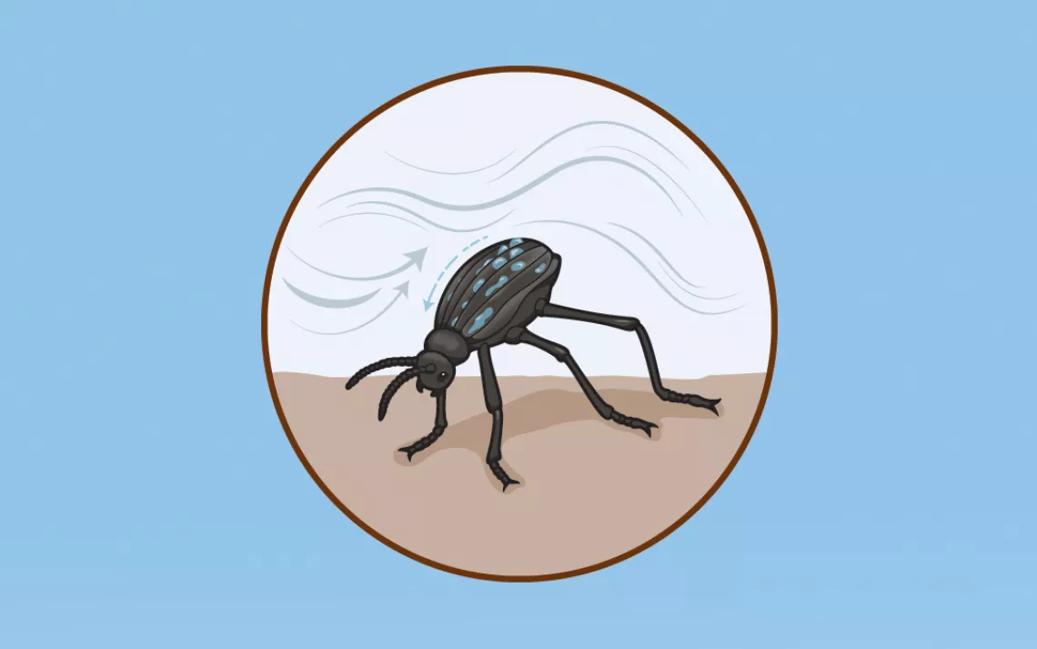 Harvesting Water from the air