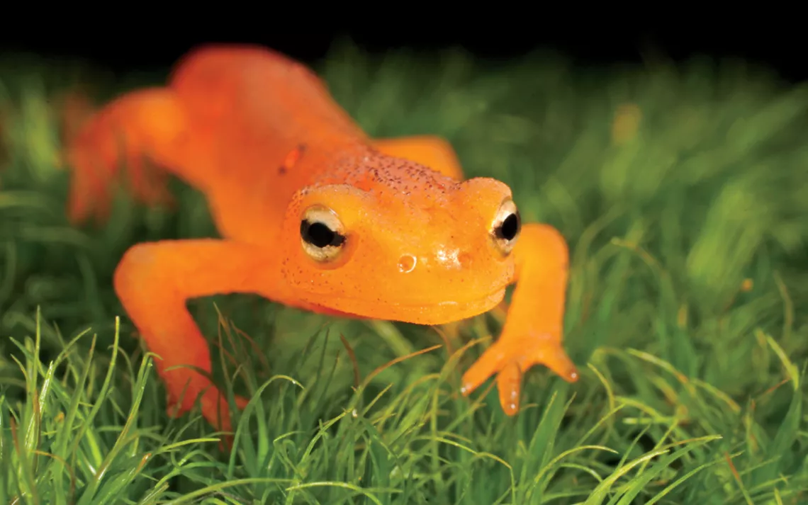 alamanders are the secret mainstay of many American forests. 