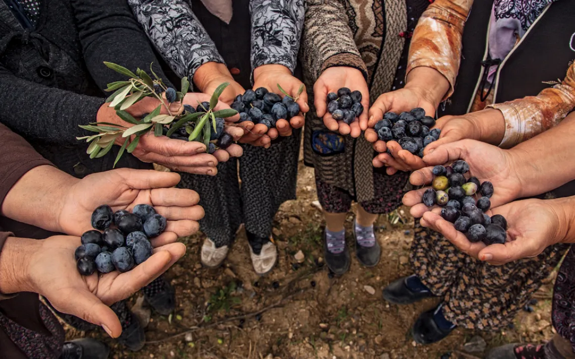 Olives are central to the cuisine and culture of Yirca, Turkey.