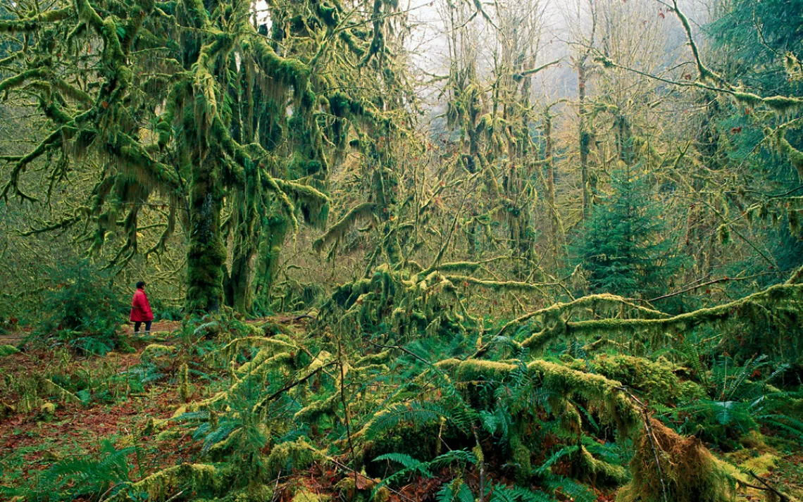 Tread softly in Olympic National Park's Hoh Rain Forest, the most pristine soundscape in the continental United States.