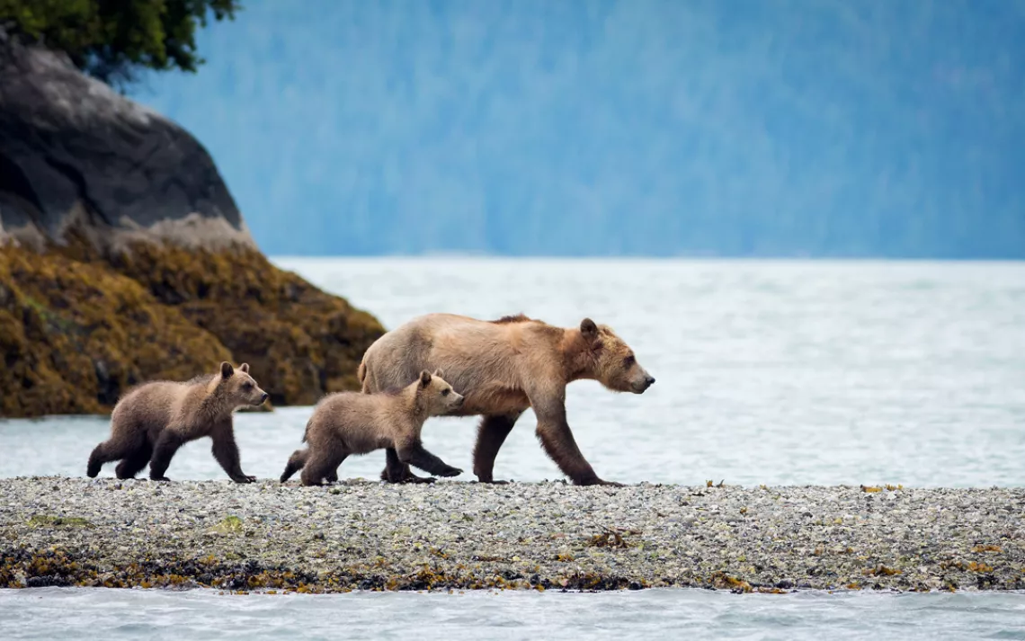 Bear watching is part of the package at the Knight Inlet Lodge in British Columbia.