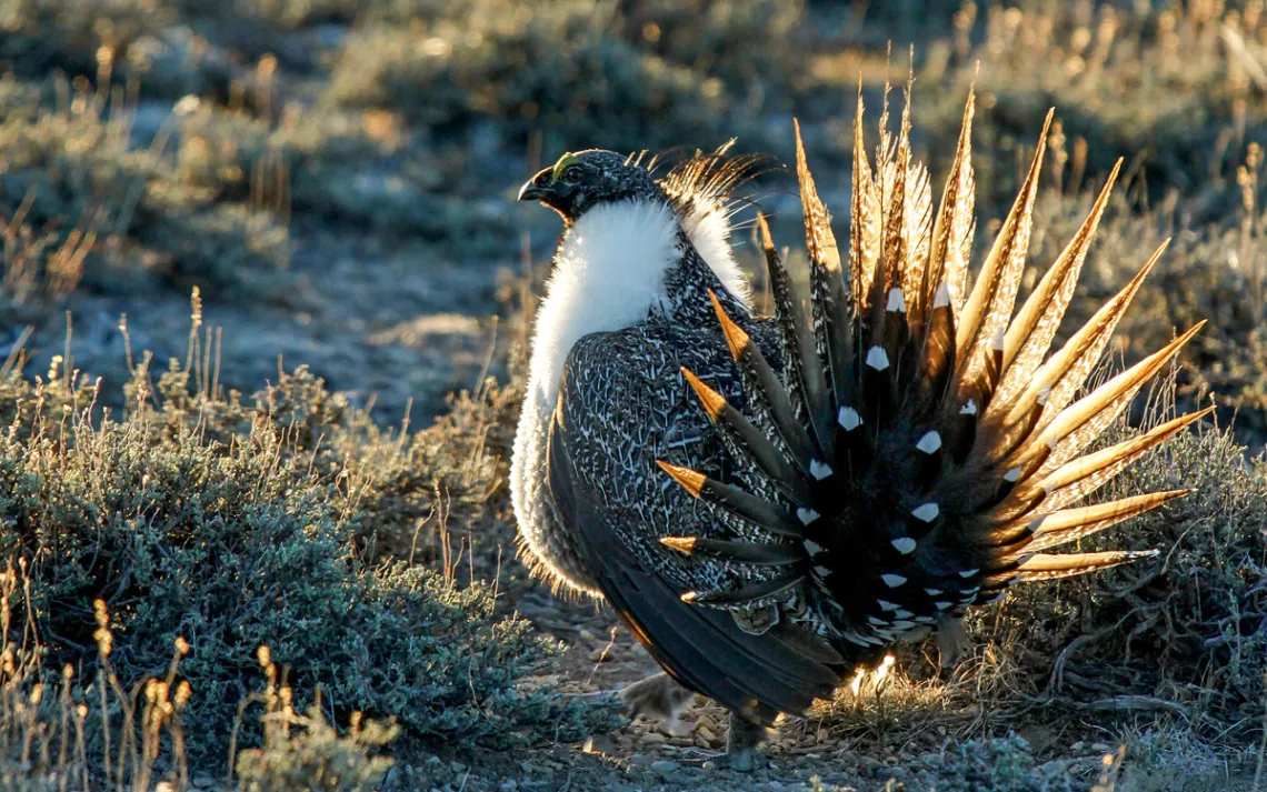 The greater sage-grouse requires lots of open country--drilling pads won't do.