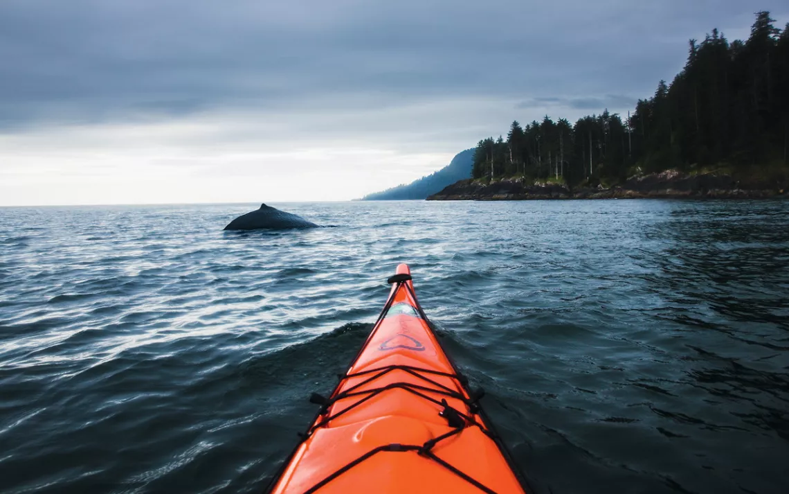 The front tip of a kayak points toward the back of a whale in the distance. To the right is a Haida Gwaii island with many trees.