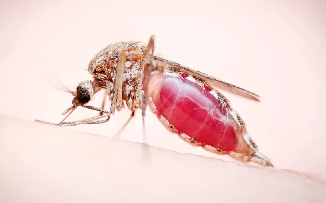 A close-up of a mosquito biting a human. Its body is engorged with blood.